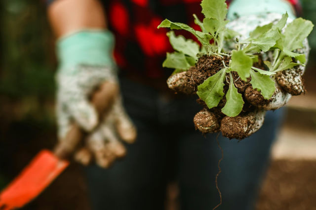Kapa helyett tányér!